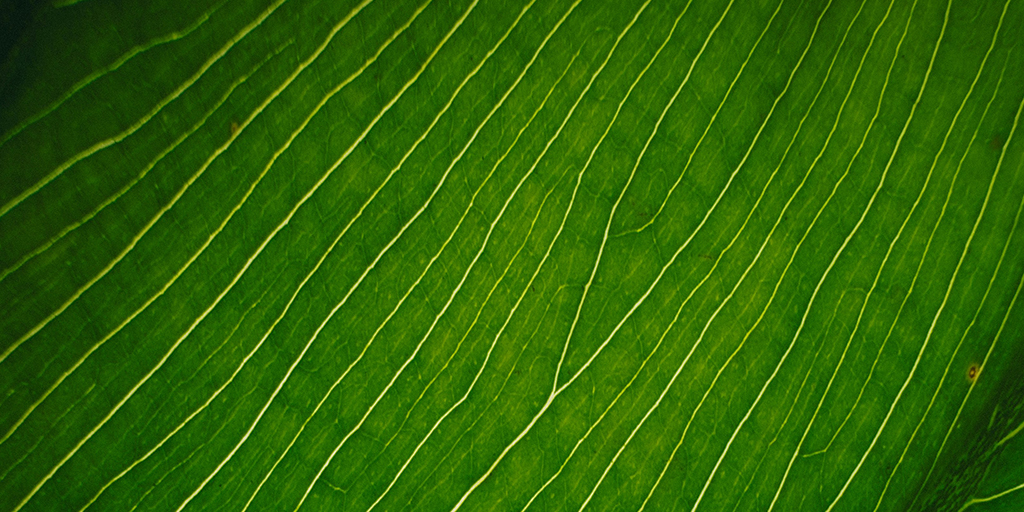 Detailed close-up of a green leaf's texture. Photo by Zooyei Li on Unsplash, https://unsplash.com/photos/detailed-close-up-of-a-green-leafs-texture-55i2-_G4gbs