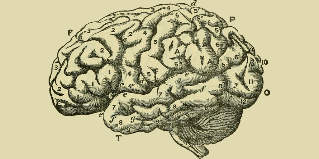 Image: Image from page 398 of The brain as an organ of mind (1896) from Flickr/internetarchivebookimages Public Domain https://flic.kr/p/ow8zQM