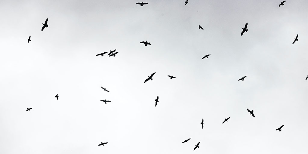 Image: Birds flying Source: Photo by Christina Gottardi on Unsplash, https://unsplash.com/photos/UFRMc7o9Ci8